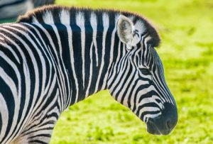 Burchell's Zebra - Niabi Zoo