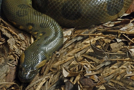 Green Anaconda