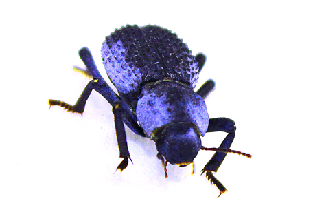 Blue Death Feigning Beetle