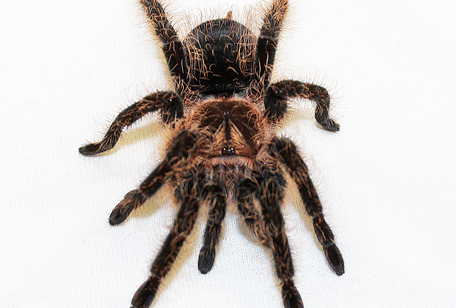 Curly Haired Tarantula