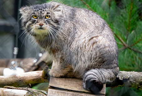 Pallas's Cat