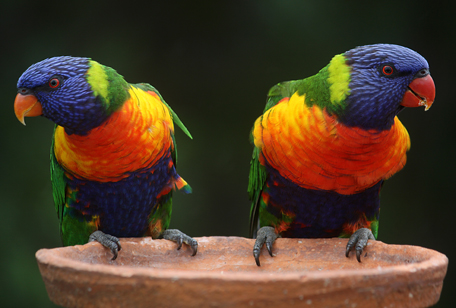 Rainbow Lorikeet