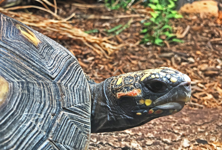 Red-Footed Tortoise