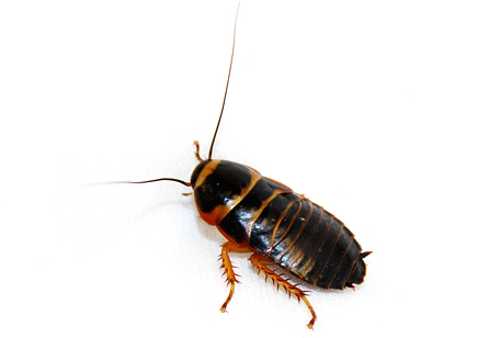 Simandoa Cave Cockroach