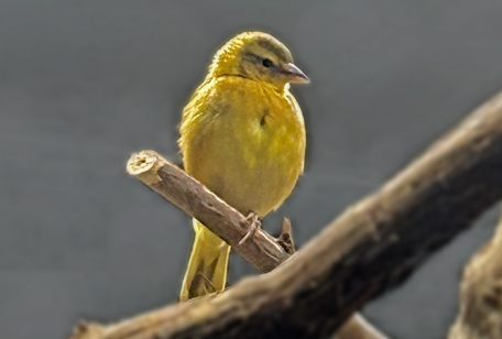 Taveta Golden Weavers