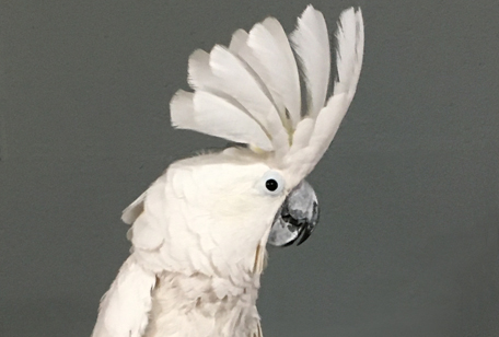 Umbrella Cockatoo