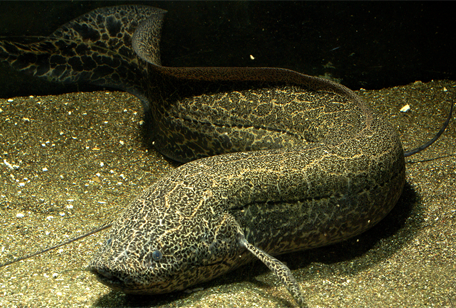 Marbled Lungfish